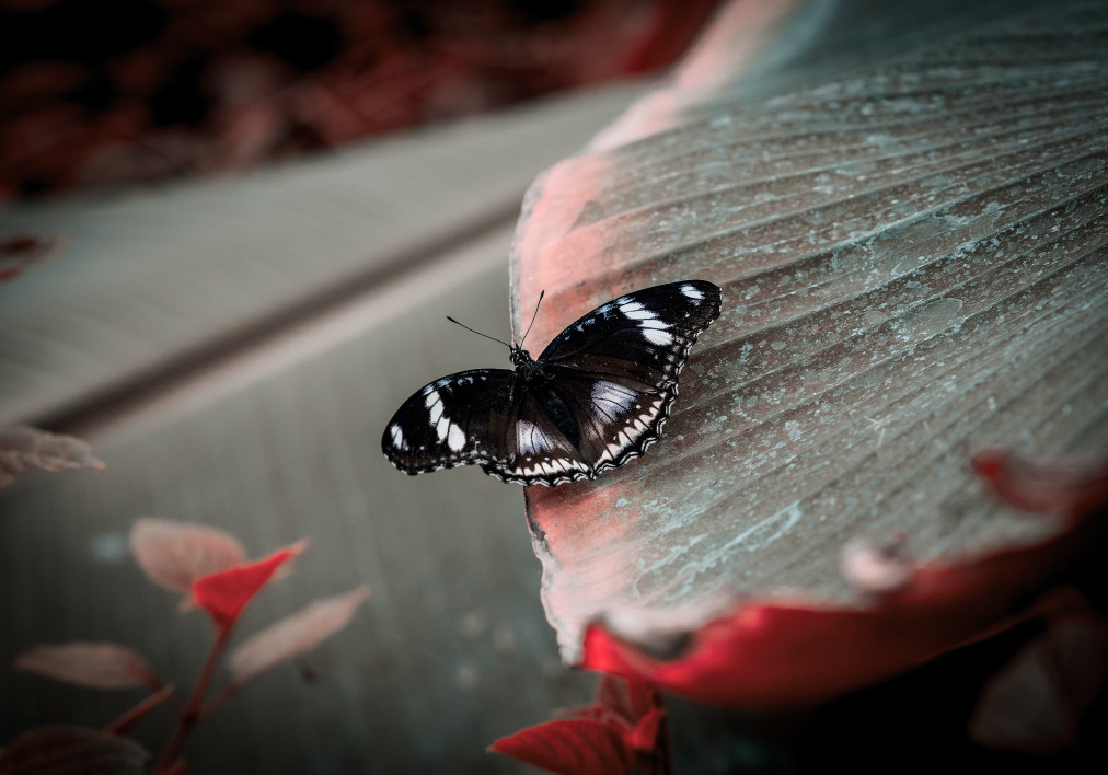 How to Add Video on Your Phone — Clideo