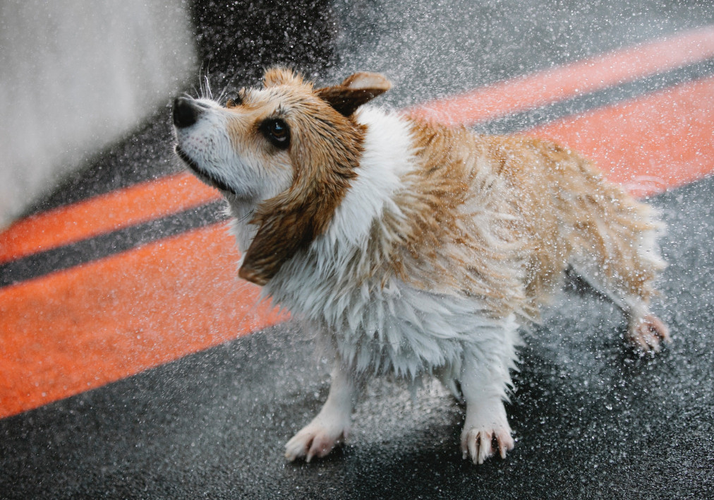 How to Do Reverse Effect on Video — Clideo