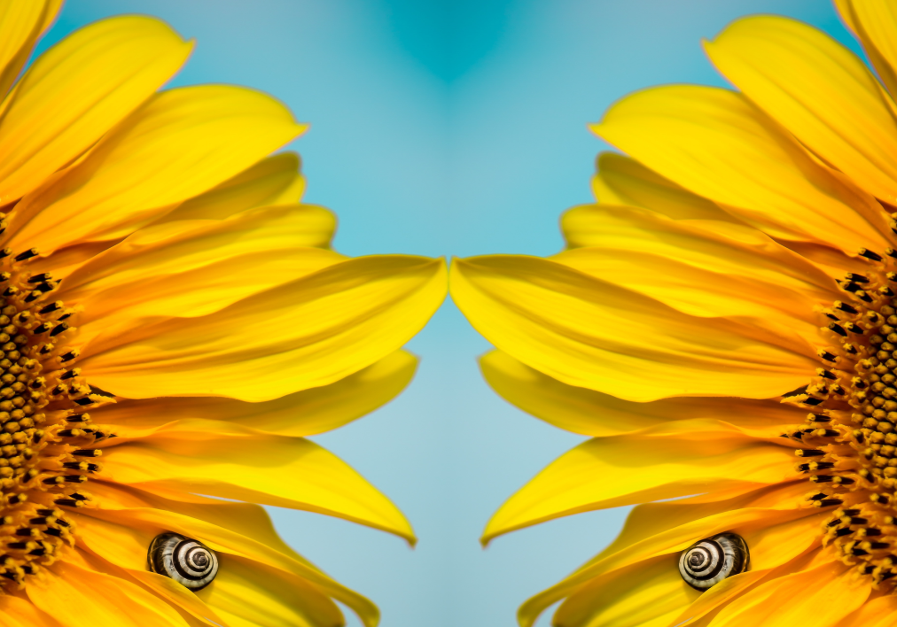 how-to-make-video-mirrored-online-clideo