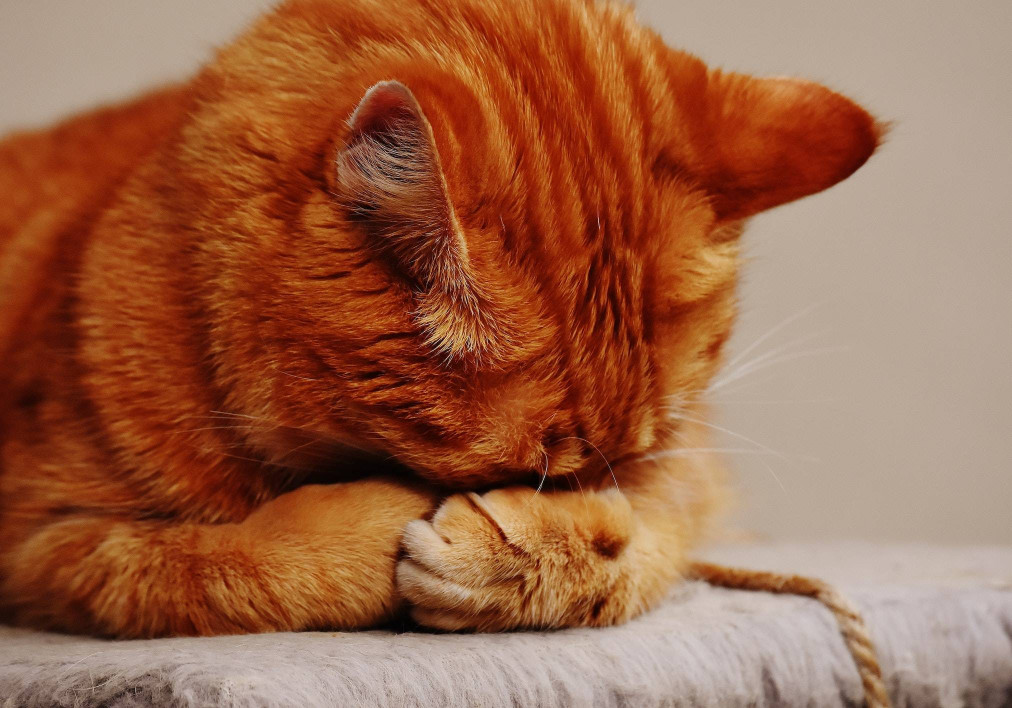 How to Stop Being Camera Shy When Vlogging — Clideo