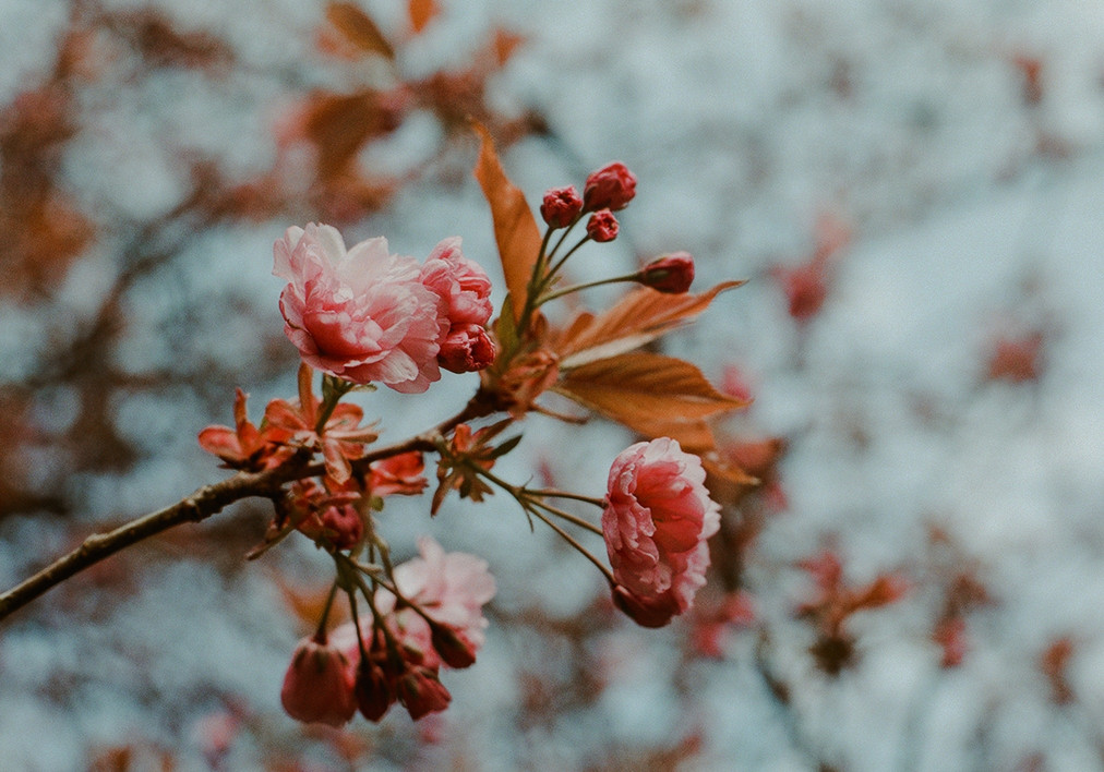 What Is Selective Focus In Photography Clideo
